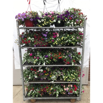 hanging basket mix