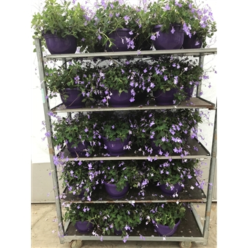 streptocarpus