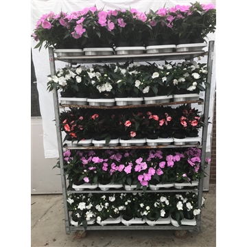 impatiens