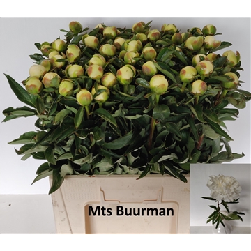 Duchesse de Nemours 50 stuks
