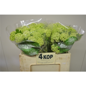Viburnum opulus Roseum