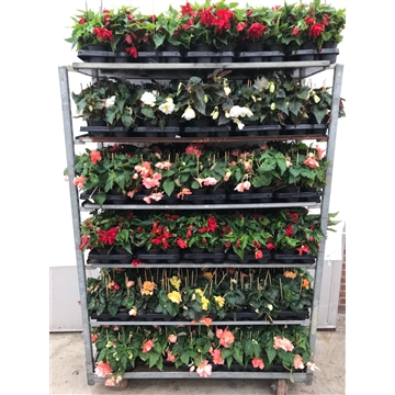 hangbegonia mix