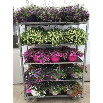 callibrachoa