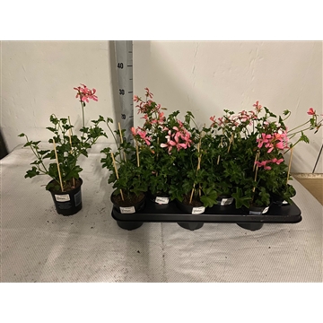 balcon rose