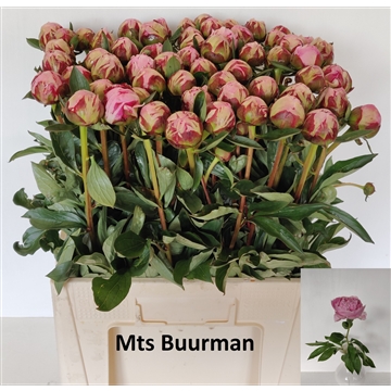 Sarah Bernhardt 60 stuks