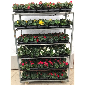 knolbegonia