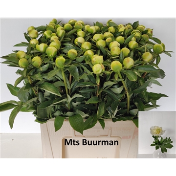 Duchesse de Nemours 60 stuks