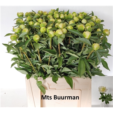 Duchesse de Nemours 60 stuks