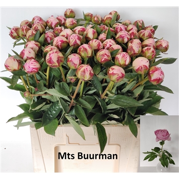 Sarah Bernhardt 60 stuks
