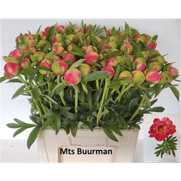 Coral Charm 70 stuks