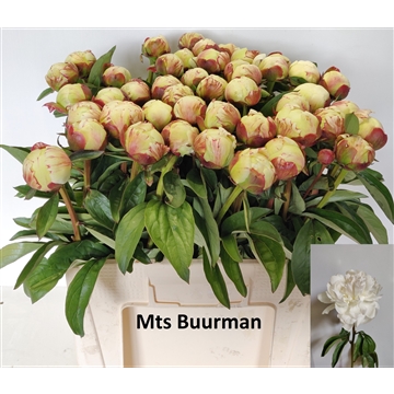 Elsa Sass 45 stuks 55 cm