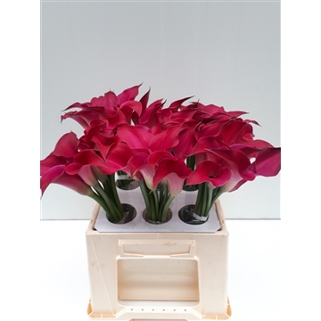 Zantedeschia Royal Princess 40
