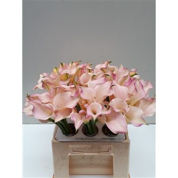 Zantedeschia Captain Melrose 40