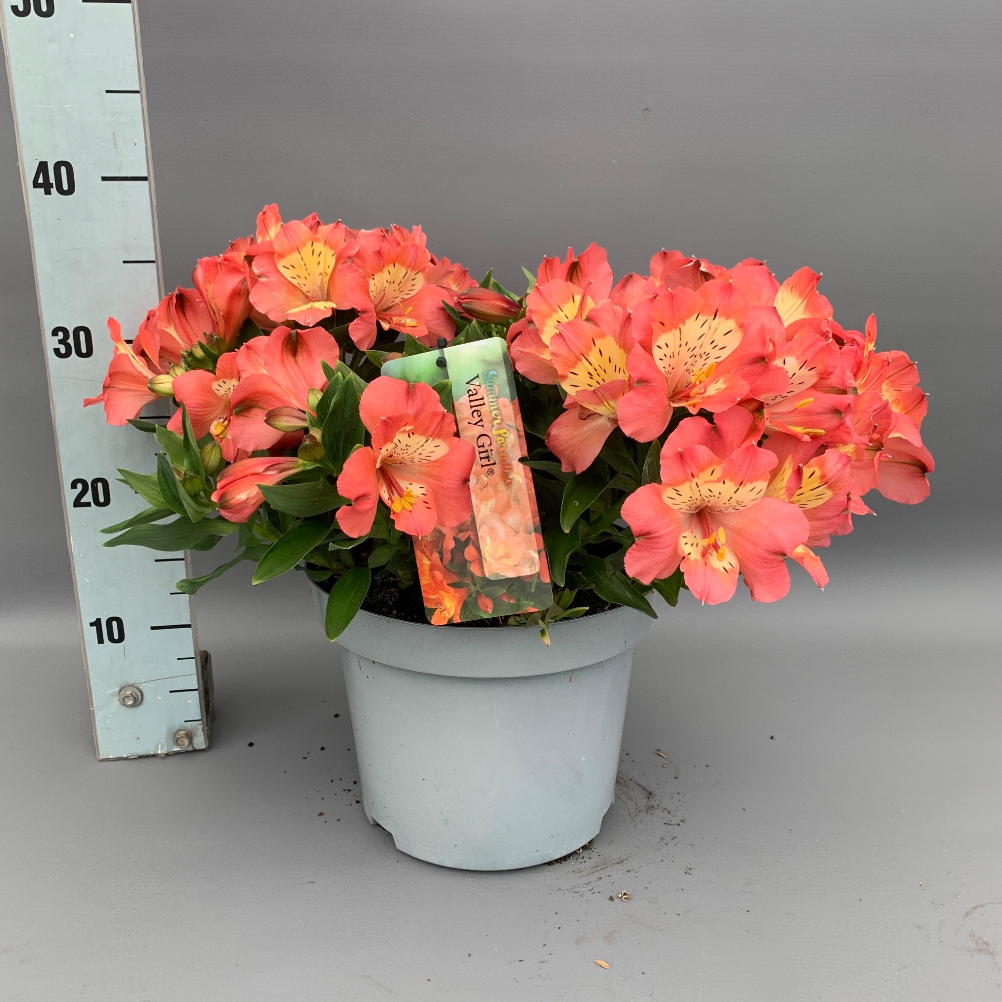 Alstroemeria 'Valley Girl' (VB_ALVGI_C5) FloraXchange