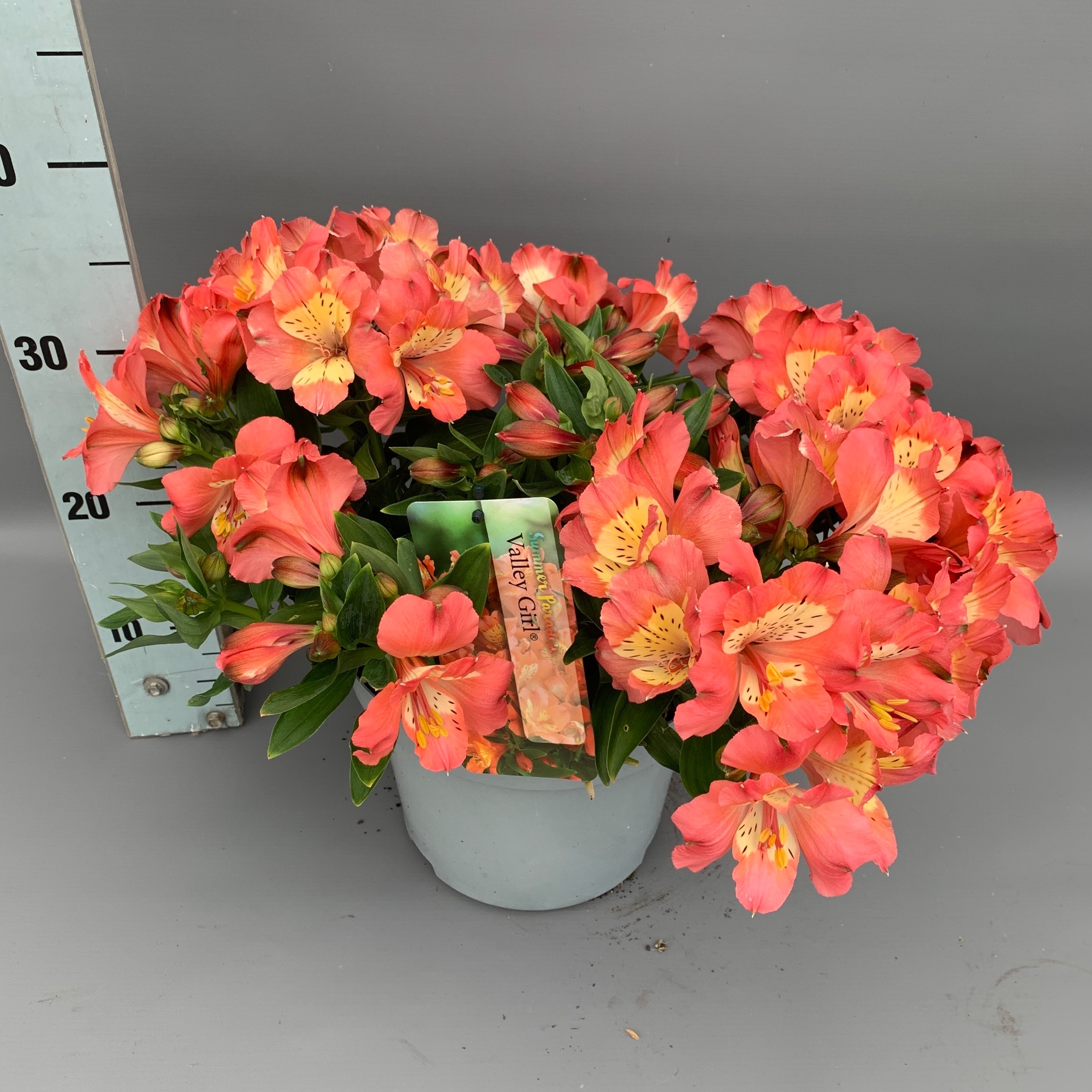 Alstroemeria 'Valley Girl' (VB_ALVGI_C5) FloraXchange