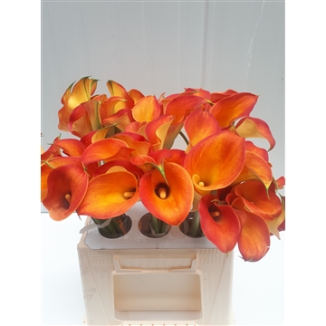 Zantedeschia Captain Brunello 40
