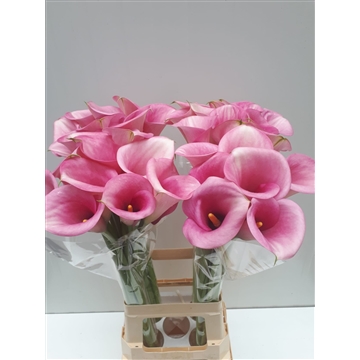 Zantedeschia Captain Violetta 80