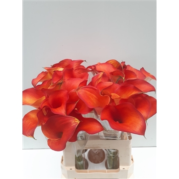 Zantedeschia Captain Odeon 60