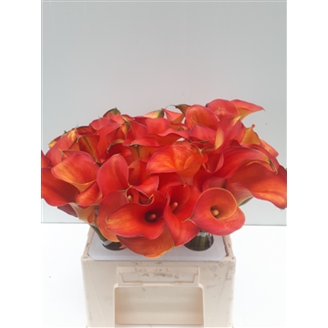 Zantedeschia Captain Odeon 40