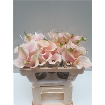 Zantedeschia Captain Melrose 50