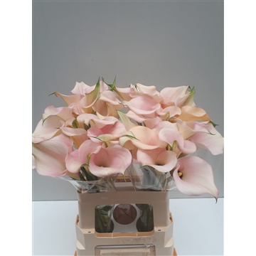 Zantedeschia Captain Melrose 60