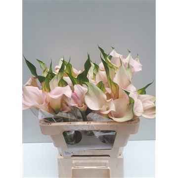Zantedeschia Captain Melrose 520