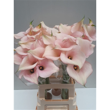 Zantedeschia Captain Melrose 70
