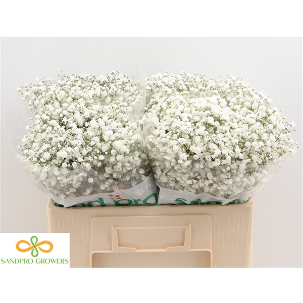 GYPS PA XLENCE (c2922c24b900a) FloraXchange