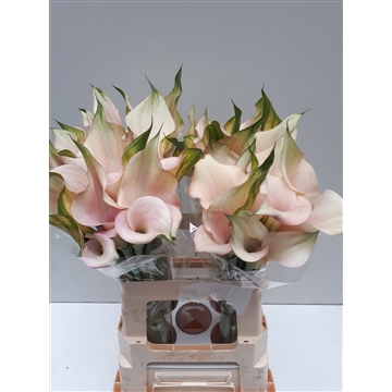 Zantedeschia Captain Melrose 620
