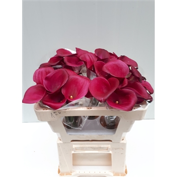 Zantedeschia Sumatra 50