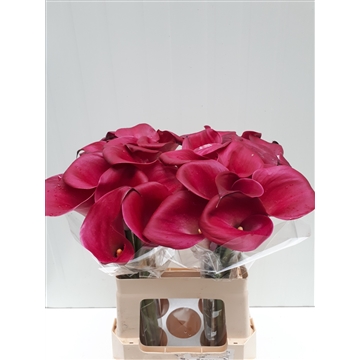 Zantedeschia Sumatra 60