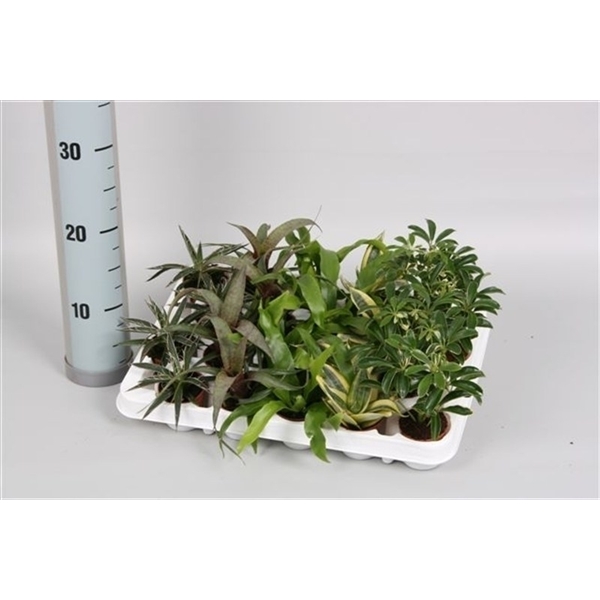 Плант микс ярославский. Плант микс d10 h10. Плант микс d8 h35. Плант микс 8. D10 h10 Плант