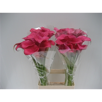 Zantedeschia Captain Samba 80