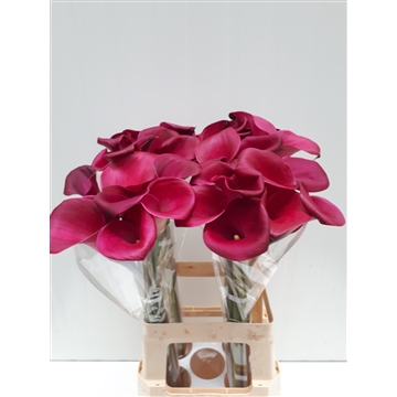 Zantedeschia Sumatra 70