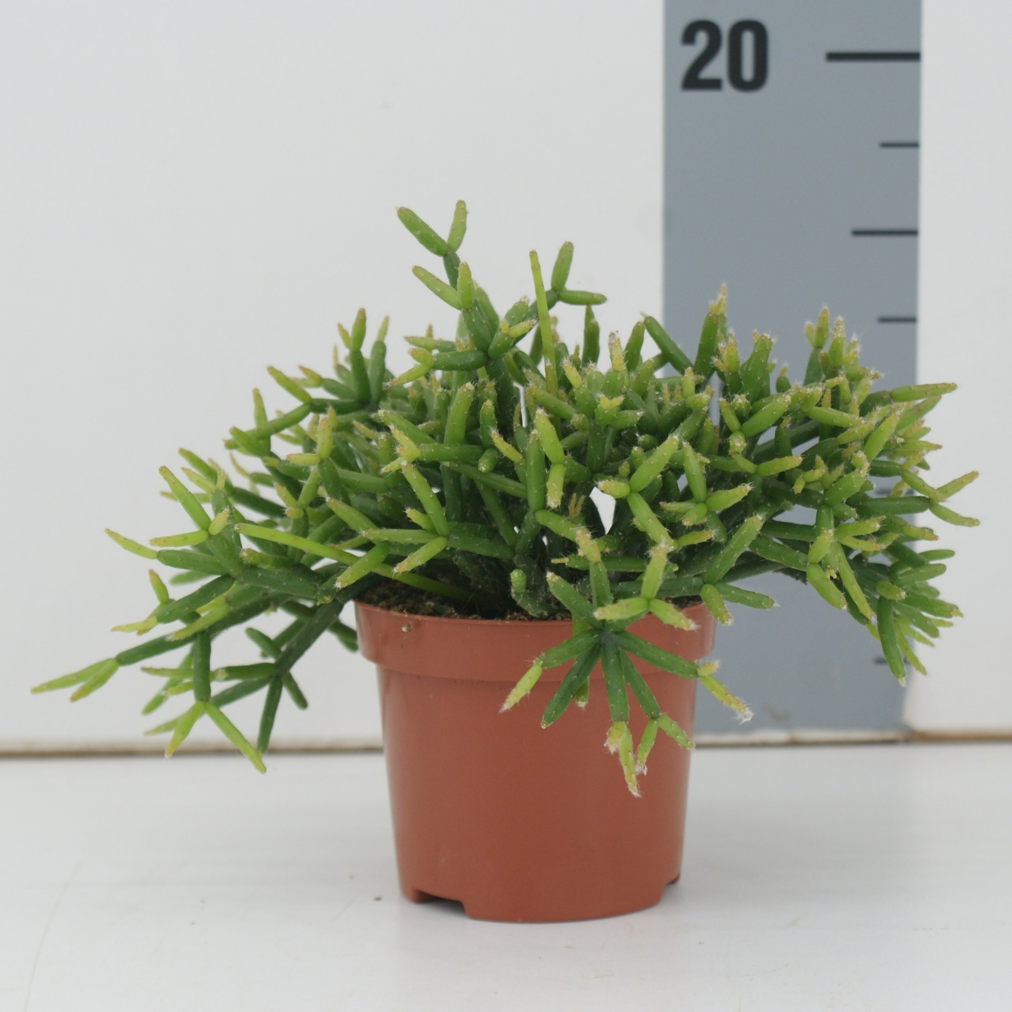 Rhipsalis Burchellii (9RhipBur) FloraXchange