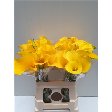 Zantedeschia Yelloween 60