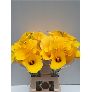 Zantedeschia Yelloween 70