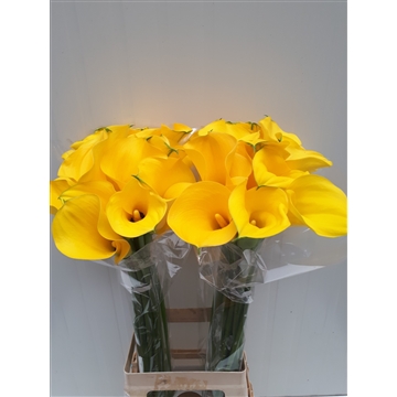 Zantedeschia Yelloween 80