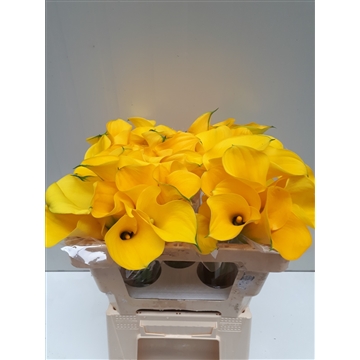 Zantedeschia Yelloween 50