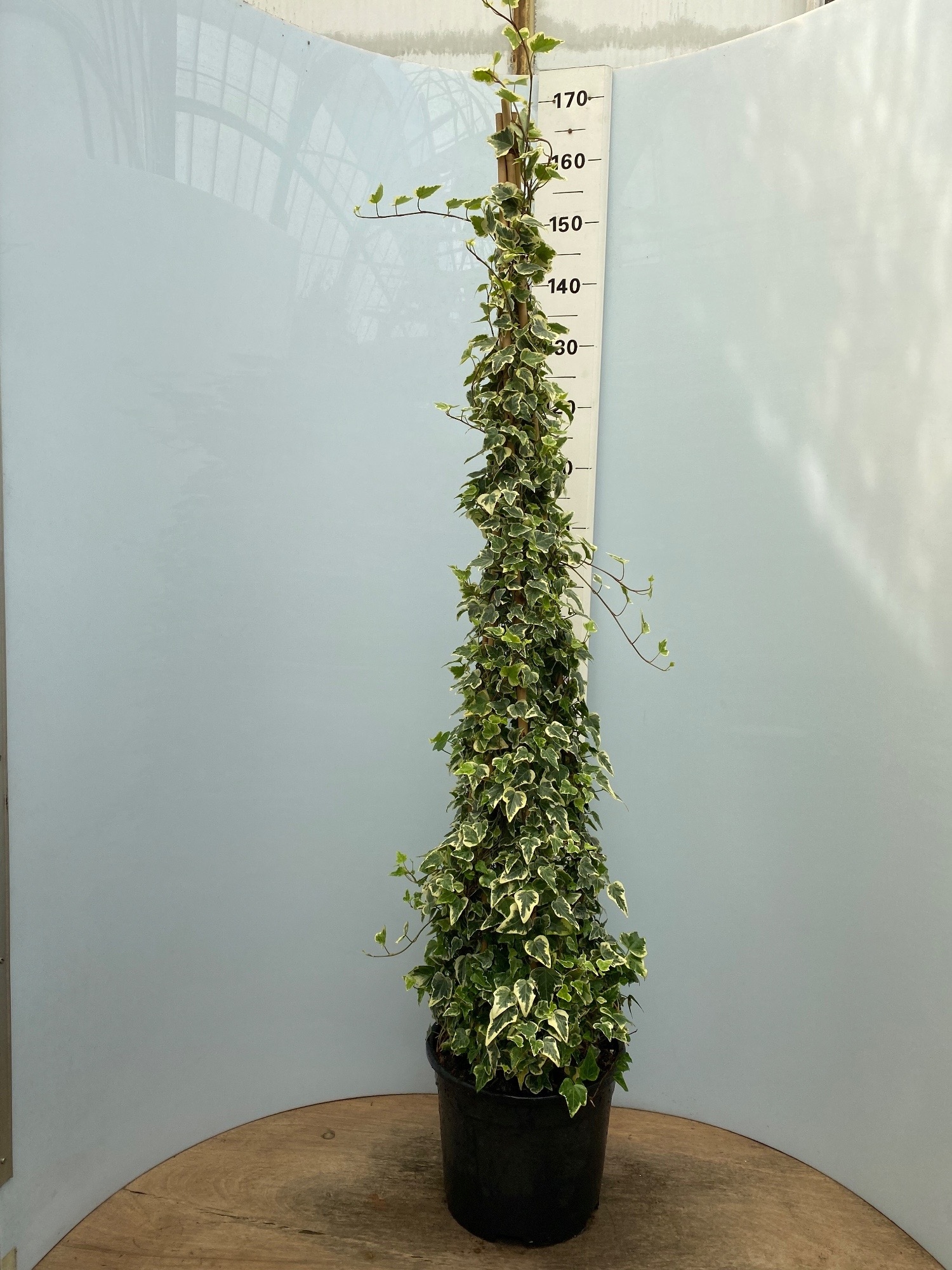 Hedera white wonder pyramide (White wonder) - FloraXchange
