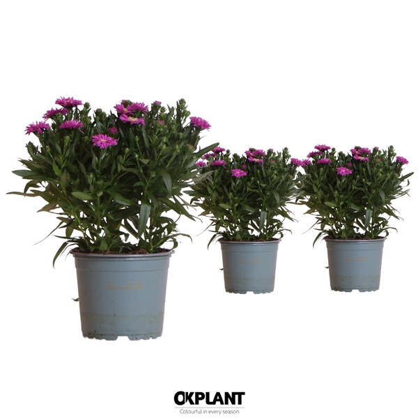Aster Starletta Serie Pink (3000PINK1) FloraXchange