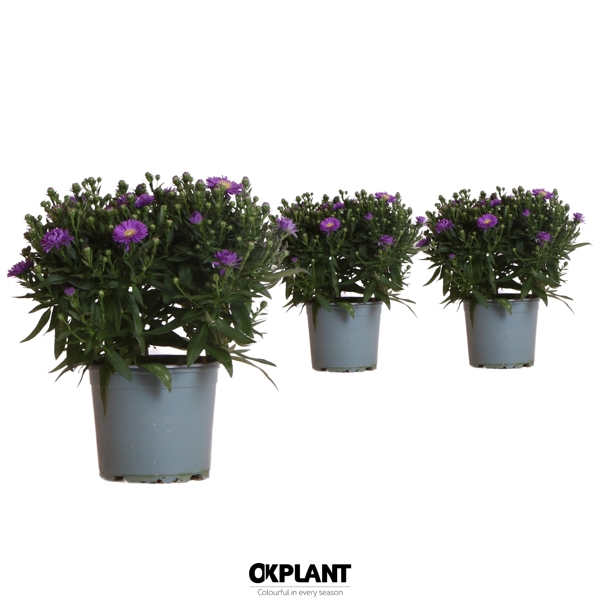Aster Starletta Serie Blue (3000BLUE1) FloraXchange
