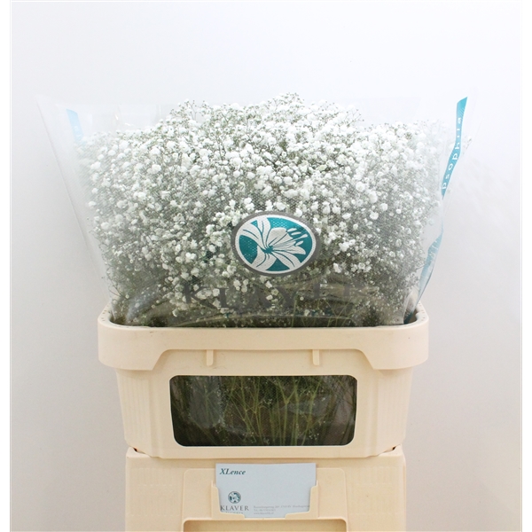 GYPS PA XLENCE (d7c9491972b53) FloraXchange