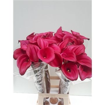 Zantedeschia Sumatra 80