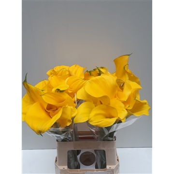 Zantedeschia Yelloween 620