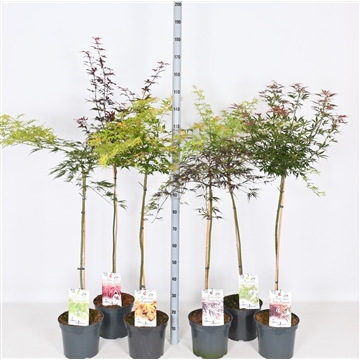 Acer palmatum 80 cm stammen mix in soorten