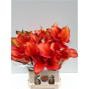 Zantedeschia Captain Odeon 620
