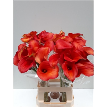 Zantedeschia Captain Odeon 70