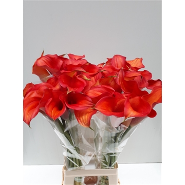 Zantedeschia Captain Odeon 80