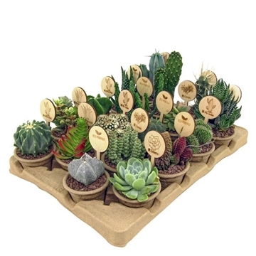 ECO-FRIENDLY - MIX CACTUS AND SUCCULENT &#216; 7 WITH ECO-SUSTAINABLE POT COVER - IN CARDBOARD TRAY 18 PCS